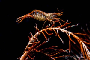 Hyppolite prideauxiana female with eggs on Antedon medite... by Marco Gargiulo 